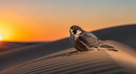 A peregrine falcon rests on the sand in the Arabian desert