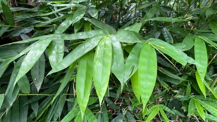 Green Bamboo Leaves Close-Up