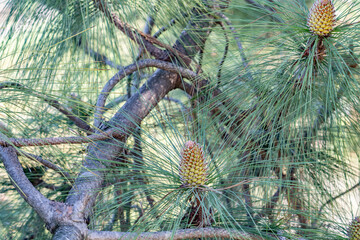 Pinus canariensis, the Canary Island pine, is a species of gymnosperm in the conifer family Pinaceae. Kenneth Hahn State Recreation Area, Baldwin Hills Mountains of Los Angeles, California.