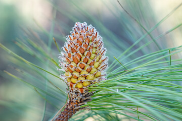 Pinus canariensis, the Canary Island pine, is a species of gymnosperm in the conifer family Pinaceae. Kenneth Hahn State Recreation Area, Baldwin Hills Mountains of Los Angeles, California.