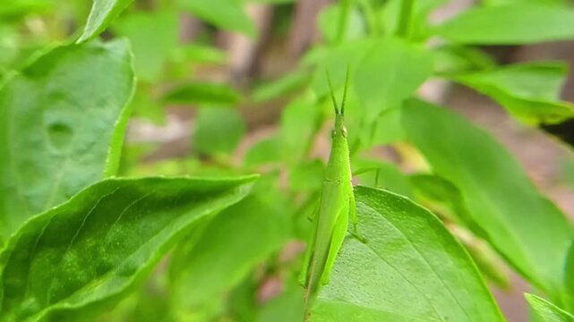 Belalang kukus hijau (Atractomorpha crenulata) is a species of grasshopper that comes from the genus Atractomorpha found in Asia. This grasshopper is a pest insect that eats plant leaves in plantation
