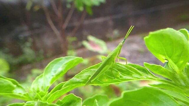 Belalang kukus hijau (Atractomorpha crenulata) is a species of grasshopper that comes from the genus Atractomorpha found in Asia. This grasshopper is a pest insect that eats plant leaves in plantation