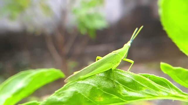 Belalang kukus hijau (Atractomorpha crenulata) is a species of grasshopper that comes from the genus Atractomorpha found in Asia. This grasshopper is a pest insect that eats plant leaves in plantation
