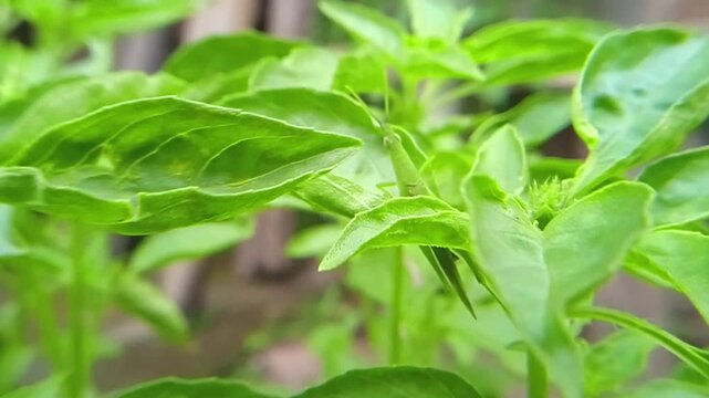 Belalang kukus hijau (Atractomorpha crenulata) is a species of grasshopper that comes from the genus Atractomorpha found in Asia. This grasshopper is a pest insect that eats plant leaves in plantation