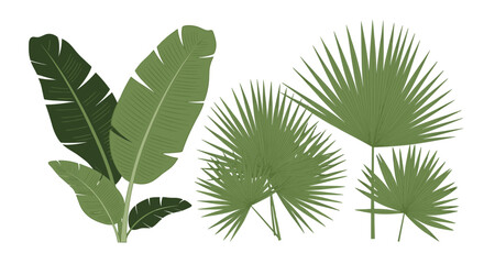 An exotic assortment of lush green tropical plant leaves, including broad banana leaves and various fan palm fronds, isolated for versatile design projects.