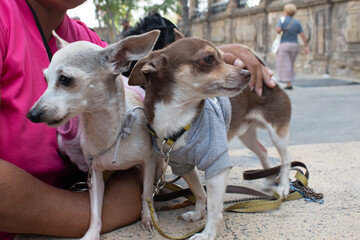 Close-up of two adorable small dogs, one light-colored and one brown, wearing cute sweaters, being held by a person on a city street. The dogs appear calm and content