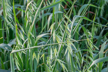 Green oat stalk with oat seeds.