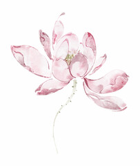 Fototapeta premium Delicate Pink Watercolor Lotus Bloom