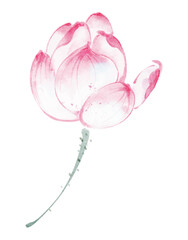 Exquisite watercolor painting of pink lotus flower buds
