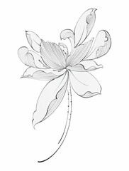 Elegant monochrome line art lotus sketch
