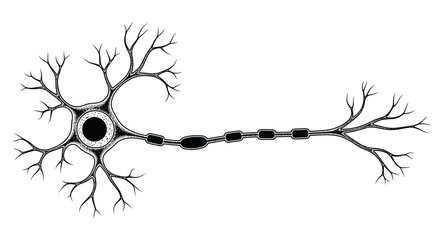 Detailed anatomical illustration of a neuron, depicting its dendrites, cell body with nucleus, myelinated axon, and axon terminals.