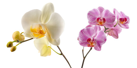 Obraz premium Set of beautiful Orchid, Phalaenopsis branches, purple, yellow and white color tones isolated on transparent background.