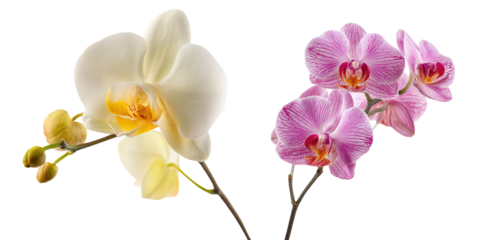 Set of beautiful Orchid, Phalaenopsis branches, purple, yellow and white color tones isolated on transparent background.