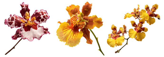 Set of beautiful Orchid, Dancing Lady, Oncidium branches, purple, yellow and white color tones isolated on transparent background.