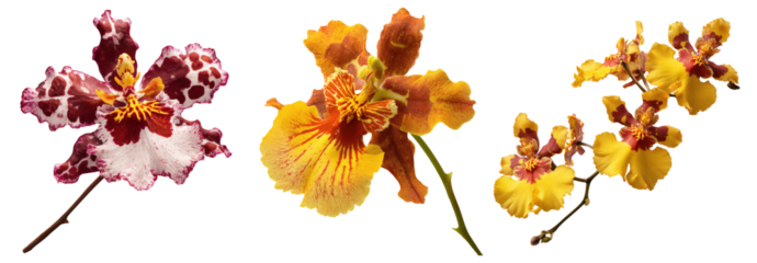Set of beautiful Orchid, Dancing Lady, Oncidium branches, purple, yellow and white color tones isolated on transparent background.