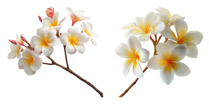 Set of beautiful Plumeria, frangipani branches in white, yellow and pink color tone, isolated on transparent background.