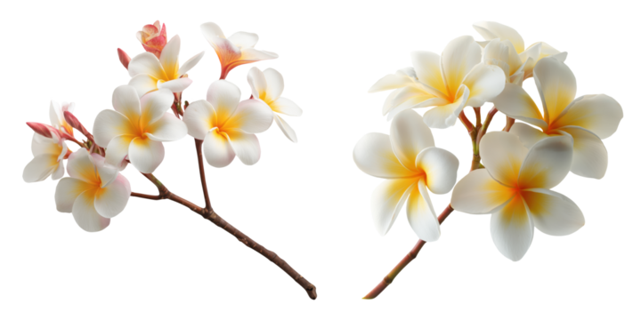 Set of beautiful Plumeria, frangipani branches in white, yellow and pink color tone, isolated on transparent background.
