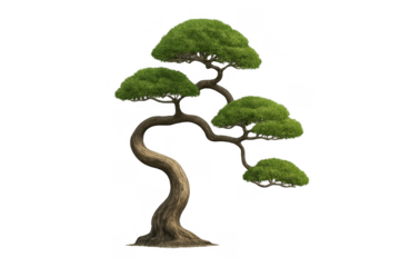Japanese style bonsai tree with green leaves