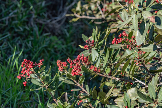 Heteromeles arbutifolia, toyon, is a perennial shrub native to Coastal California. It is the sole species in the genus Heteromeles. Kenneth Hahn State Recreation Area, Baldwin Hills Mountains	