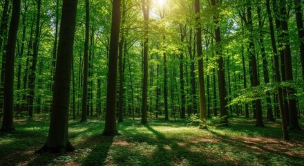 Fototapeta premium Vibrant Green Forest Canopy Bathed in Golden Sunlight, Creating Ethereal Beams on the Woodland Floor