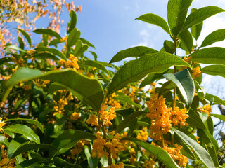 秋を感じさせる秋晴れの青い空と満開の金木犀
