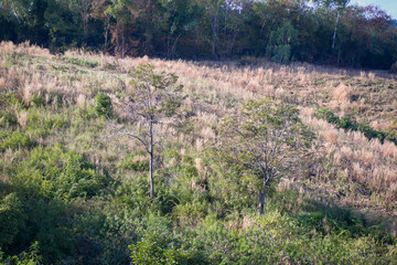 lavender field in provence