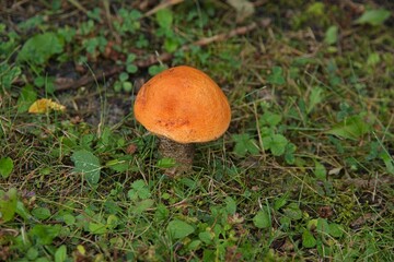Mushroom