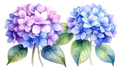 Watercolor Hydrangea Flowers - A Delicate Floral Arrangement in Blue and Pink.