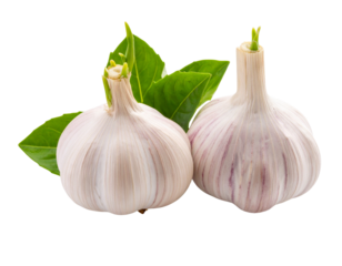  Sprouting Garlic Heads, isolated on transparent background 