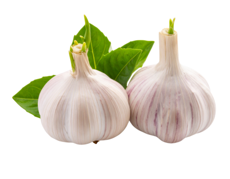 Sprouting Garlic Heads, isolated on transparent background - Powered by Adobe