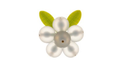 Snowberries and Leaves on White Background