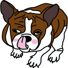 english bulldog puppy