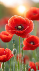 Obraz premium Vibrant red poppies bloom in serene field, capturing essence of nature beauty. This scene evokes feelings of wellness and relaxation, perfect for therapy and rejuvenation