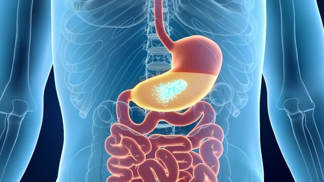 Taking probiotics allows them to dissolve in the stomach, act on the intestines, promote intestinal peristalsis, activate intestinal motility, intestinal and digestive system health concept, 3D render