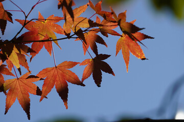 真っ赤に紅葉した楓の葉