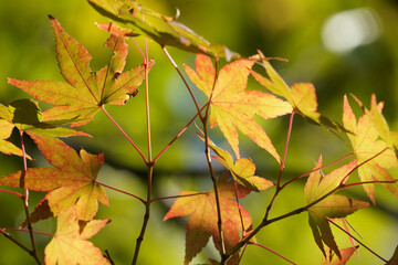京都の寺院の庭園の紅葉した楓の葉