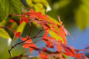 赤く紅葉した楓の葉