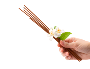 Hand Holding Jasmine Incense Sticks: Natural Aromatherapy and Relaxation isolated on transparent background