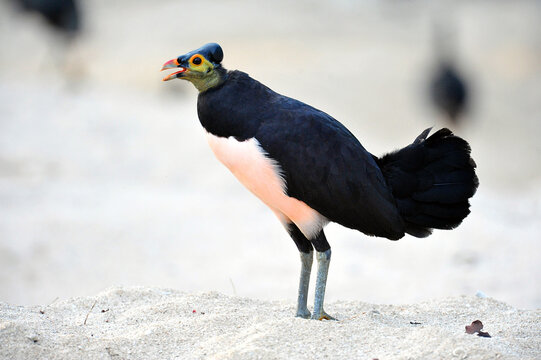 Maleo (Macrocephalon maleo) Megapode bird endemic to Sulawesi, Indonesia, lays eggs in hot sand and abandons ENDANGERED