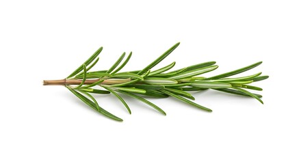 Fototapeta premium Fresh rosemary sprig isolated on white background