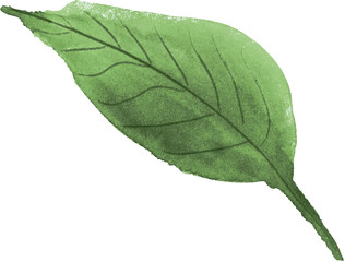 Vibrant Green Leaf with Detailed Veins