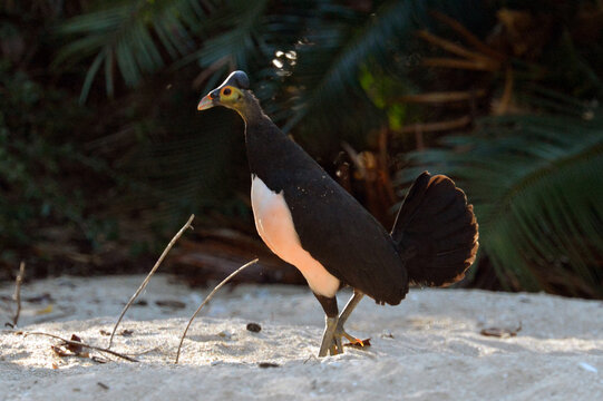 Maleo (Macrocephalon maleo) Megapode bird endemic to Sulawesi, Indonesia, lays eggs in hot sand and abandons ENDANGERED