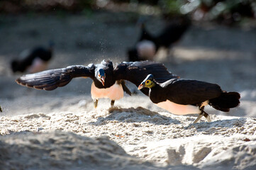 Maleo (Macrocephalon maleo) Megapode bird endemic to Sulawesi, Indonesia, lays eggs in hot sand and...