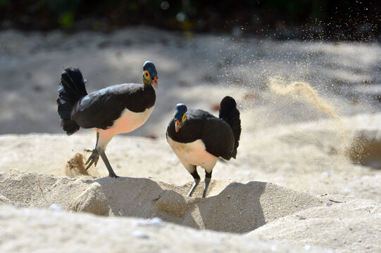 Maleo (Macrocephalon maleo) Megapode bird endemic to Sulawesi, Indonesia, lays eggs in hot sand and abandons ENDANGERED