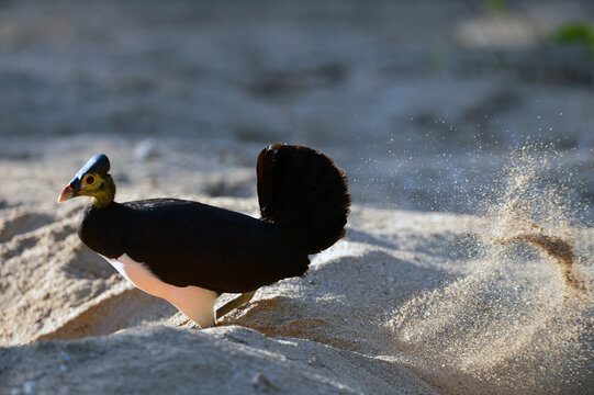 Maleo (Macrocephalon maleo) Megapode bird endemic to Sulawesi, Indonesia, lays eggs in hot sand and abandons ENDANGERED