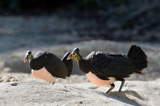 Maleo (Macrocephalon maleo) Megapode bird endemic to Sulawesi, Indonesia, lays eggs in hot sand and abandons ENDANGERED