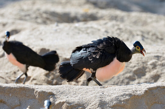 Maleo (Macrocephalon maleo) Megapode bird endemic to Sulawesi, Indonesia, lays eggs in hot sand and abandons ENDANGERED