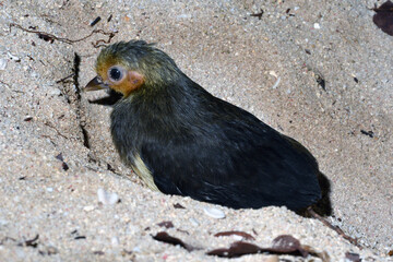 Maleo (Macrocephalon maleo) Megapode bird endemic to Sulawesi, Indonesia, Chick just emerged from sand, able to fly, ENDANGERED