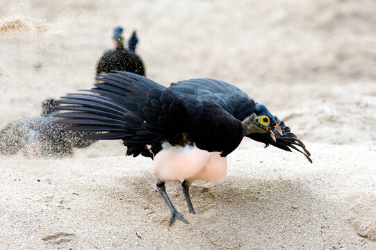 Maleo (Macrocephalon maleo) Megapode bird endemic to Sulawesi, Indonesia, lays eggs in hot sand and abandons ENDANGERED
