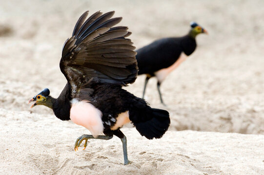 Maleo (Macrocephalon maleo) Megapode bird endemic to Sulawesi, Indonesia, lays eggs in hot sand and abandons ENDANGERED
